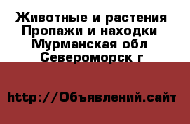 Животные и растения Пропажи и находки. Мурманская обл.,Североморск г.